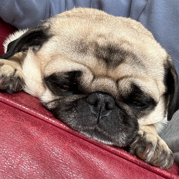 Meet your Posher, Lorraine - Picture 3 of 10